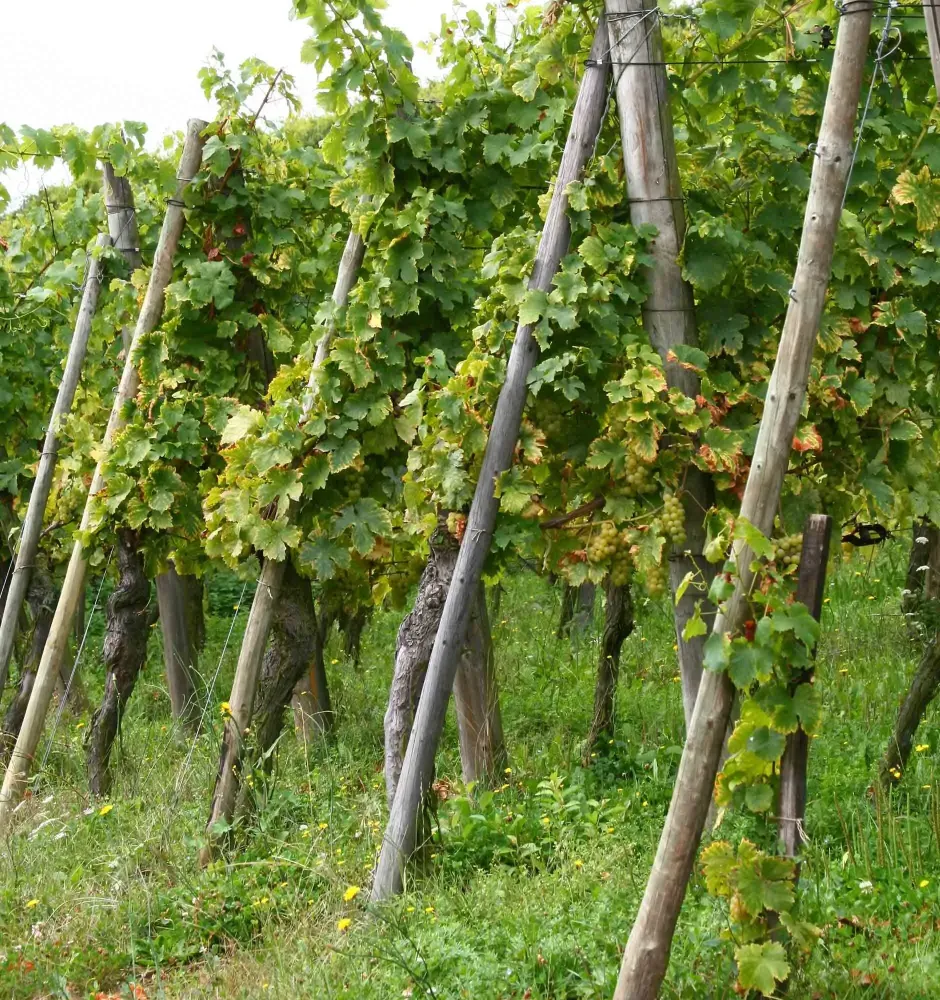 Domaine viticole à Orschwihr