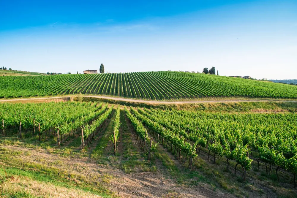 Vignoble à Orschwihr