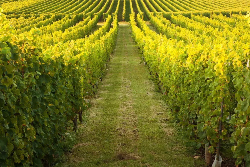 Vente directe de vin à Orschwihr
